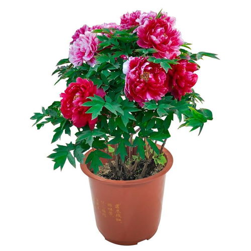 洛阳正宗牡丹王 庭院盆栽与地栽的耐寒花卉优选