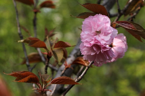 晚樱与羊肉 春日邂逅的美味与风情