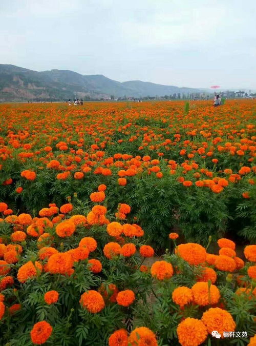 七夕佳节，水云山花海与特色羊肉的浪漫之旅