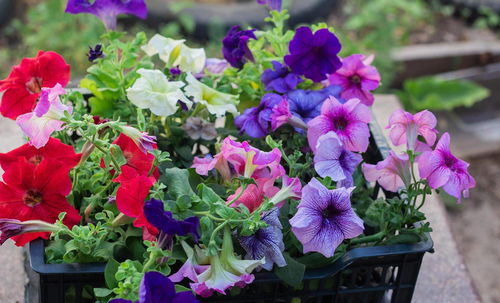 四季常开的花卉精选 打造全年花园的持久之美