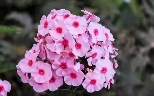 花之声 常见露地宿根花卉与羊肉的和谐共生