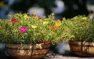 家庭养花大全 花卉养护这几个小妙招，老花农都说好，快学起来吧